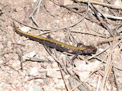 Plethodon idahoensis