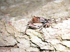 Cyphoderris monstrosa