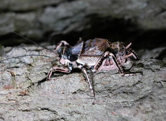 Cyphoderris monstrosa