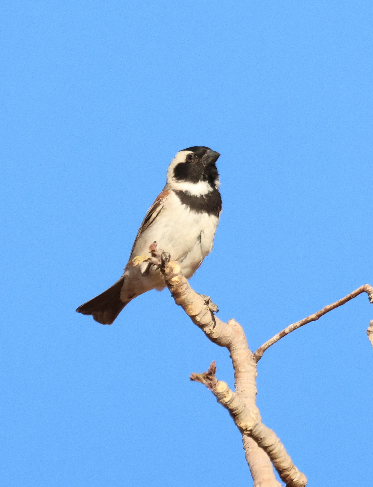 Cape Sparrow