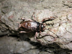 Cyphoderris monstrosa