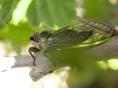 Platypedia areolata