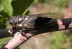 Platypedia areolata