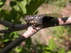 Platypedia areolata