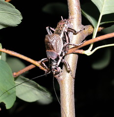 Cyphoderris monstrosa