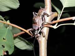 Cyphoderris monstrosa