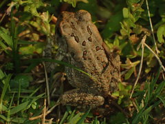 Anaxyrus fowleri
