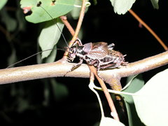 Cyphoderris monstrosa