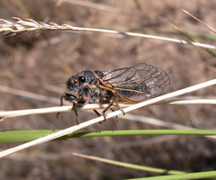 Neoplatypedia constricta