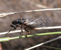 Neoplatypedia constricta