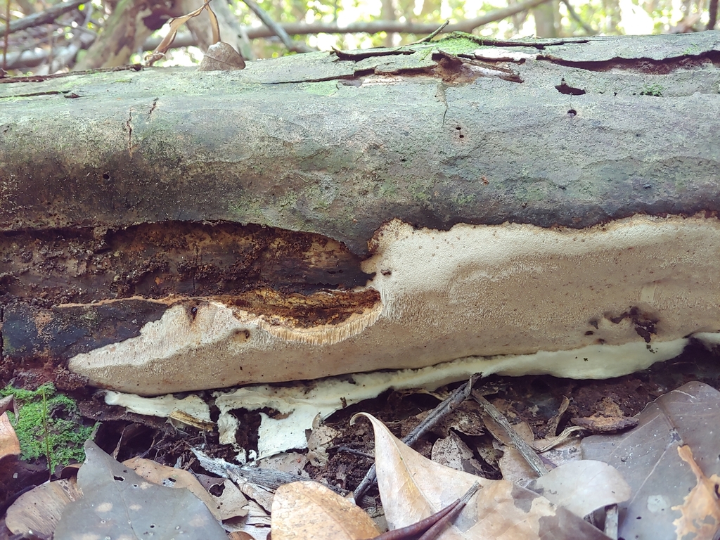 Larssoniporia tropicalis