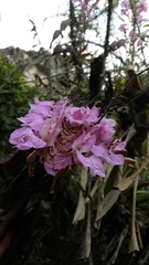 Comparettia macroplectron