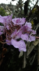 Comparettia macroplectron