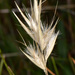 Smooth Wallaby-Grass - Photo (c) Pat Enright, some rights reserved (CC BY-NC), uploaded by Pat Enright
