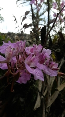 Comparettia macroplectron