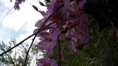 Comparettia macroplectron