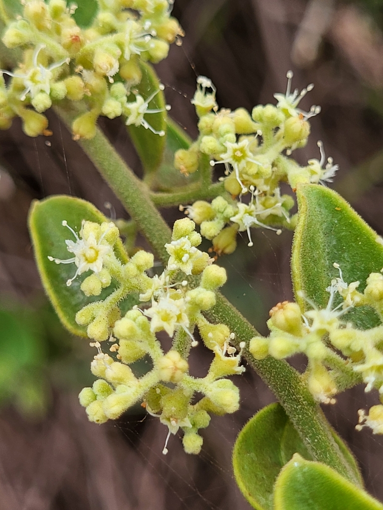 salt bush
