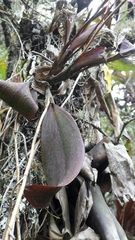 Comparettia macroplectron