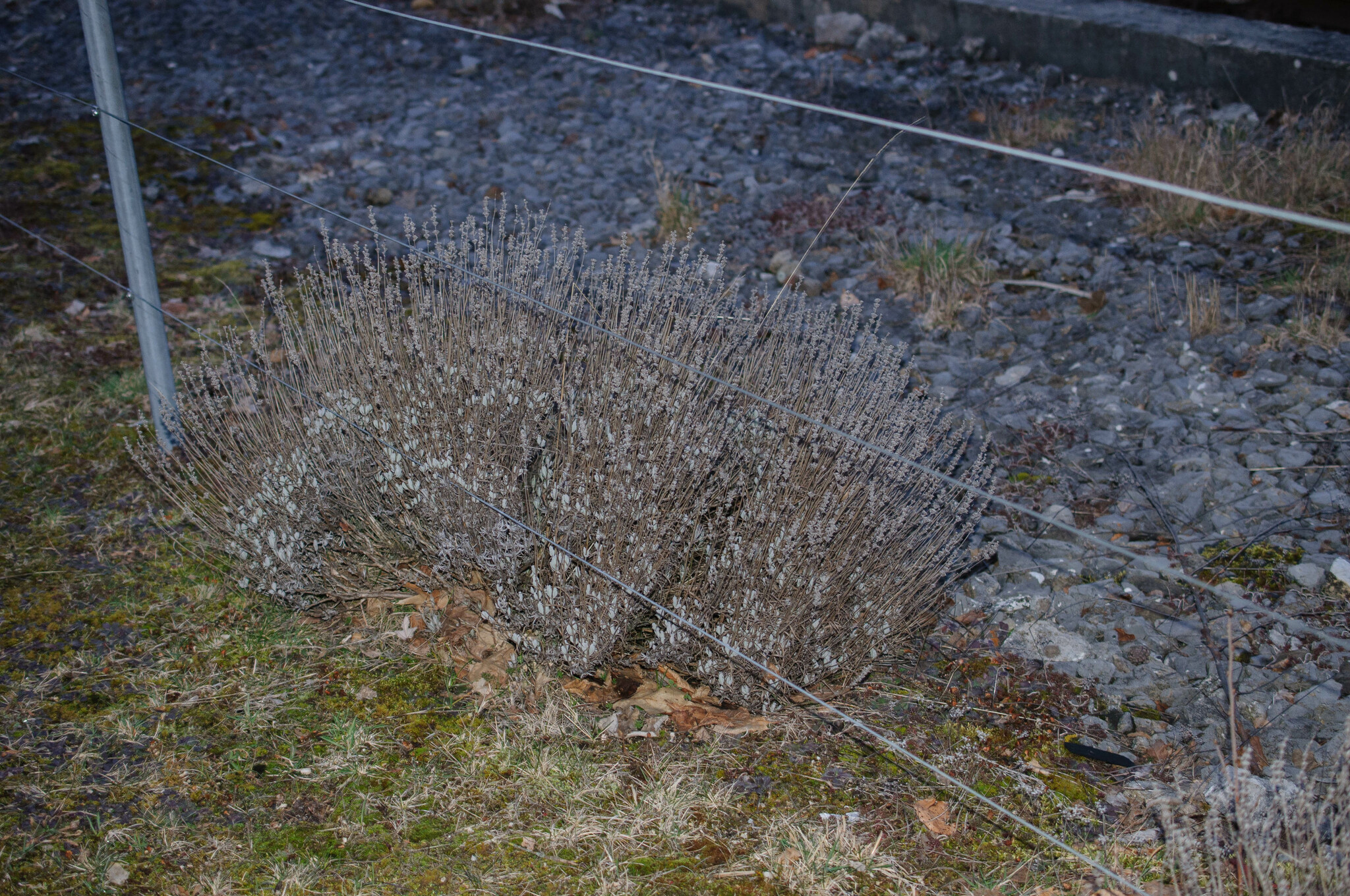 Imagem de Lavanda