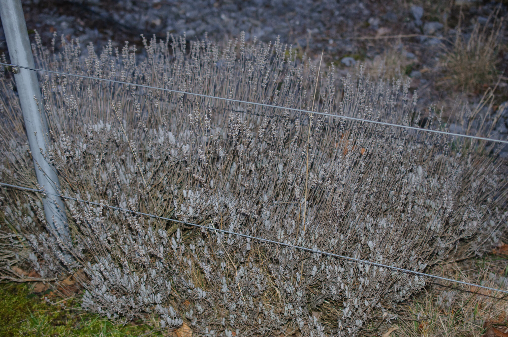Imagem de Lavanda