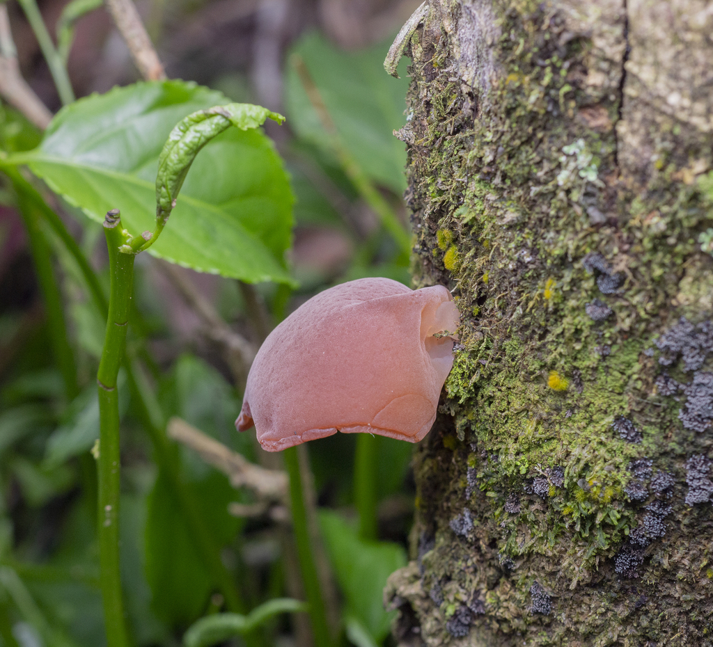 Auricularia fuscosuccinea · February 2024 · photo: © guilhermefreda (iNaturalist, cc-by-sa)