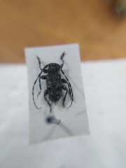 Aegomorphus clavipes