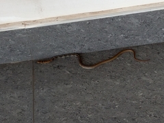 Coelognathus radiatus