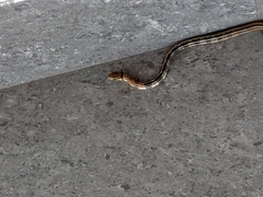 Coelognathus radiatus