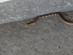 Coelognathus radiatus