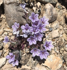 Langloisia setosissima