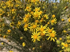 Senecio flaccidus monoensis