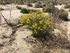 Senecio flaccidus monoensis