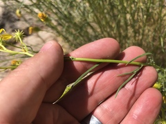 Senecio flaccidus monoensis