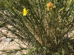 Senecio flaccidus monoensis