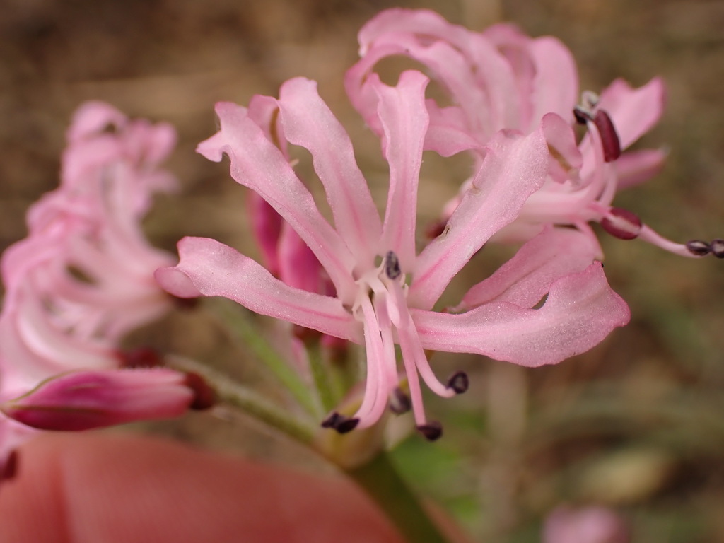 Nerine masoniorum