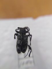 Aegomorphus clavipes