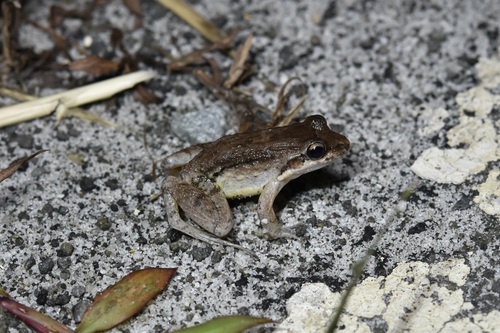 Icacos White-lipped Frog, Leptodactylus nesiotus