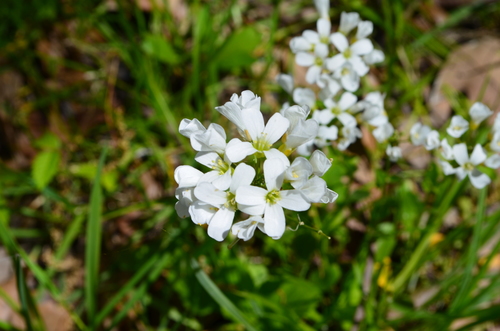 bulbous bittercress (Cardamine bulbosa)
