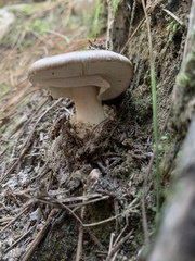 Amanita marmorata
