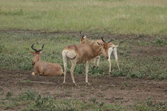 Alcelaphus buselaphus cokii