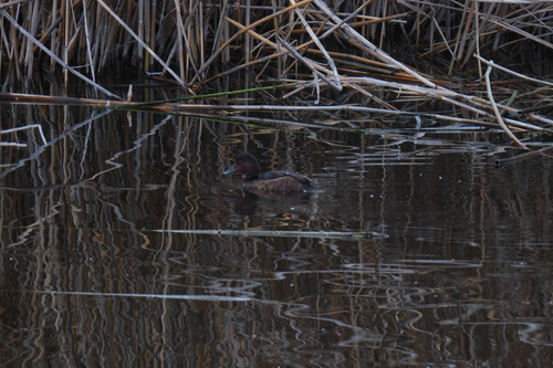 Avistamiento Porrón pardo (Reserva Natural Cantillana)