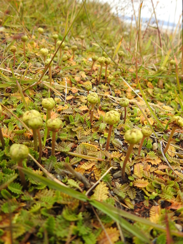 Image of Buttonweed (Leptinella scariosa) by (c) María Regina Silva, some rights reserved (CC BY)