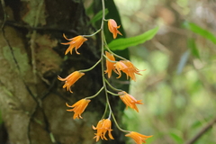 Bifrenaria aureofulva, photograph (c) Fábio Olmos, some rights reserved (CC BY)