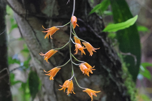 Bifrenaria aureofulva, photograph 6