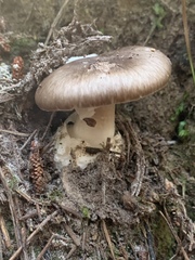 Amanita marmorata