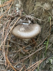 Amanita marmorata