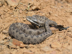 Lataste's Viper photo 2