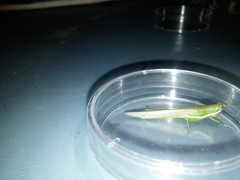 Stenacris vitreipennis