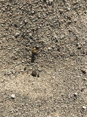 Dasymutilla arenivaga