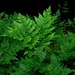 Eagle Fern - Photo (c) Michael J. Papay, some rights reserved (CC BY), uploaded by Michael J. Papay